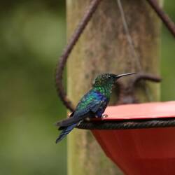 Crowned Woodnymph (female)