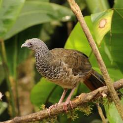 Colombian Chachalaca
