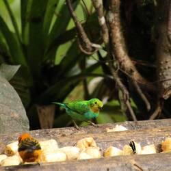 Multicolored Tanager (female or juvenil)