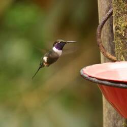 Purple-throated Woodstar (male)