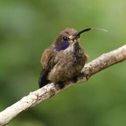 Brown Violetear