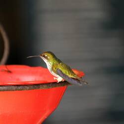 White-booted Racked-tail (female)