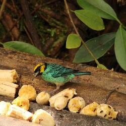 Saffron-crowned Tanager