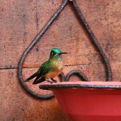 Long-tailed Sylph (female)