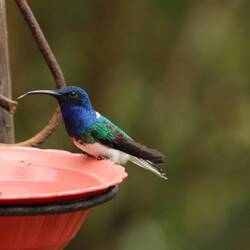 White-necked Jacobin (male)