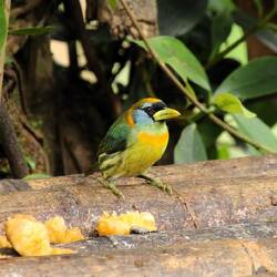Red-headed Barbet (female)