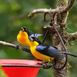 Blue-winged Mountain Tanager