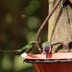 White-booted Racket-tail (male)