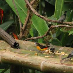 Flame-rumped Tanager (female) & Palm Tanager