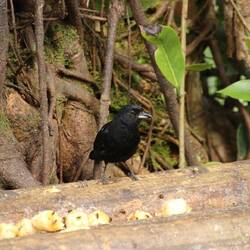 White-lined Tanager (male)