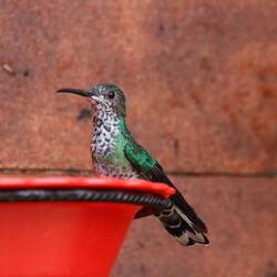 White-necked Jacobin (female)