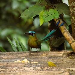 Andean Motmot