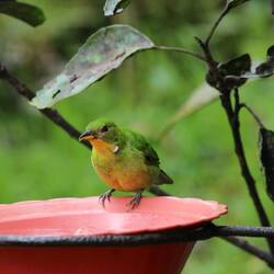 Green Honeycreeper (female)