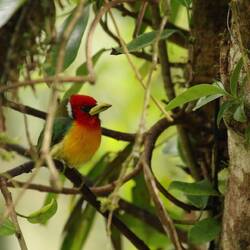 Red-headed Barbet (male)