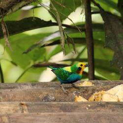 Multicolored Tanager (male)