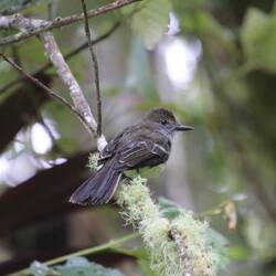 Pale-edged Flycatcher