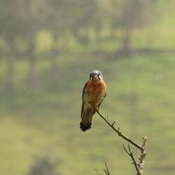 American Kestrel (male)
