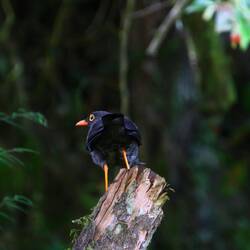 Glossy-black Thrush
