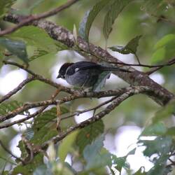 Northern Slaty Brushfinch
