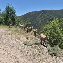 Der Leitwidder stellt sicher, dass wir keine Dummheiten machen