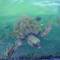 Unechte Karettschildkröte (Caretta caretta)