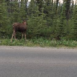 Kaum im Denali Nationalpark, schon ein Moose (Elch)