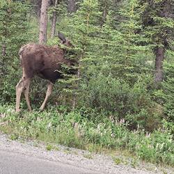Jaja, eine schlechte Perspektive.