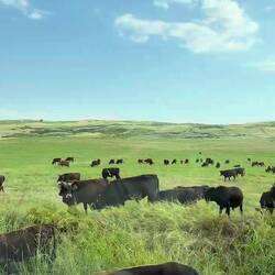 Und natürlich Kühe ohne Ende, die ziemlich stur sein können