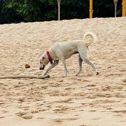 Streunende Hunde am ganzen Strand - "belästigen" uns aber nicht