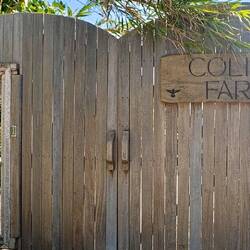 Kolibri: der Ruf von... keine Ahnung!