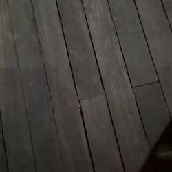 Kolibrifacette 5: alle tanzen