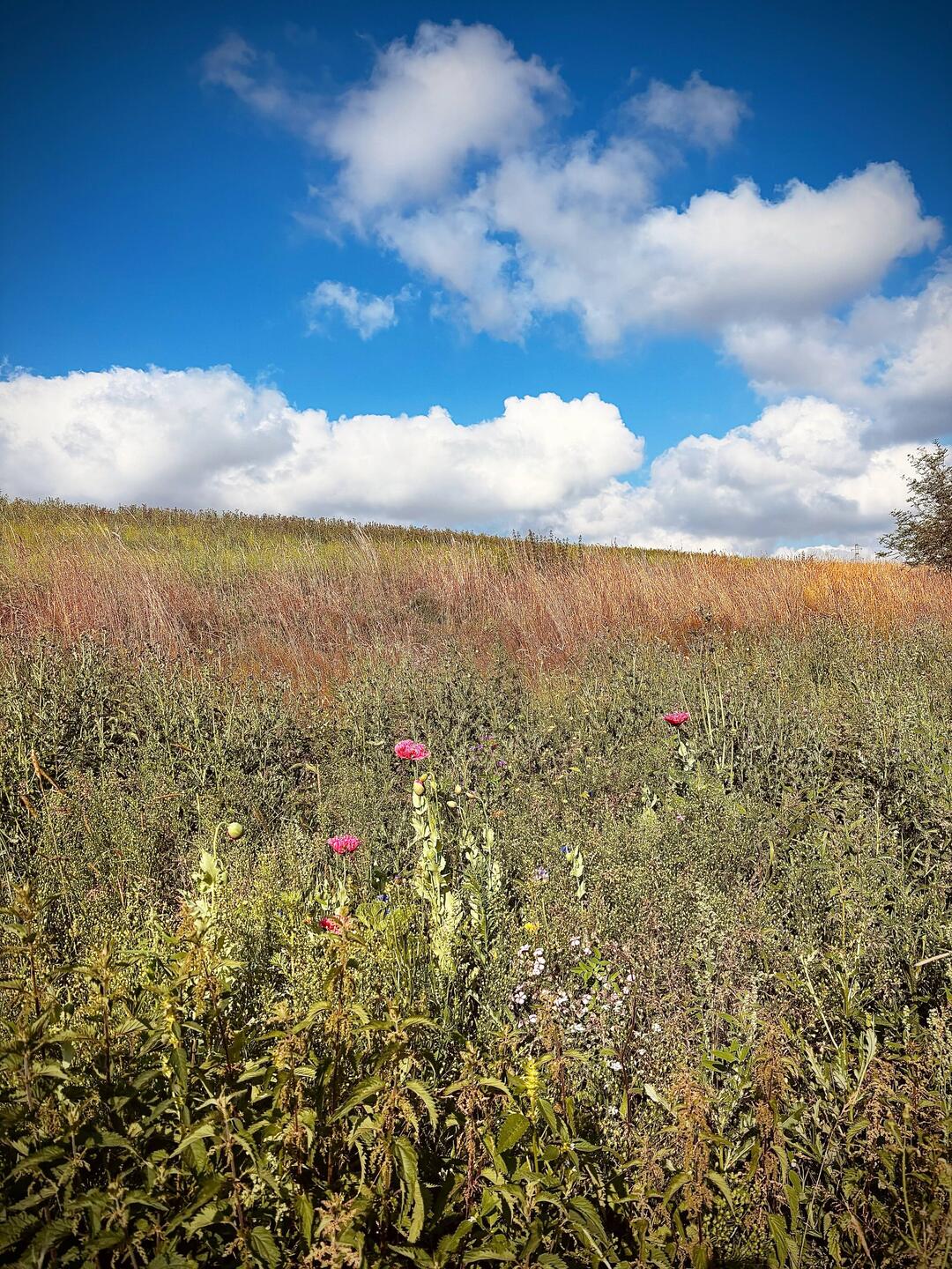 morgentliche Gassirunde