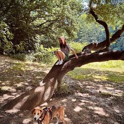 Kind muss etwas klettern