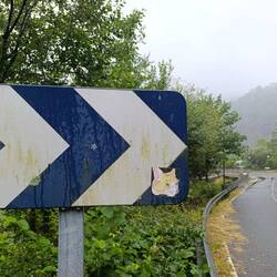 Zu den Mietzen 🐈🐈‍⬛ hier entlang