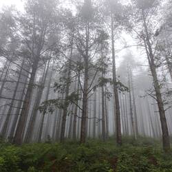 And into the forest I go to loose my mind and find my soul. 💖 Immer wieder.