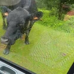 Hola vaca 🐮