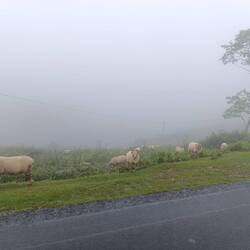 Ach, 🐑🐑 gibt's hier auch? 😳