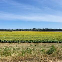 Sonnenblumen ohne Ende