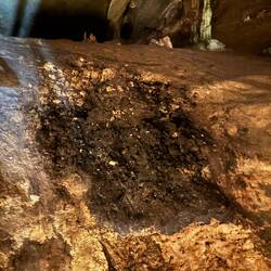 Bat Poop. Bats pop in the same place at the same time!