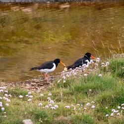 Austernfischer mit Muschel