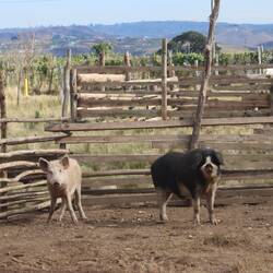 ...wird hauptsächlich von Bauern und Viehhirten bewohnt
