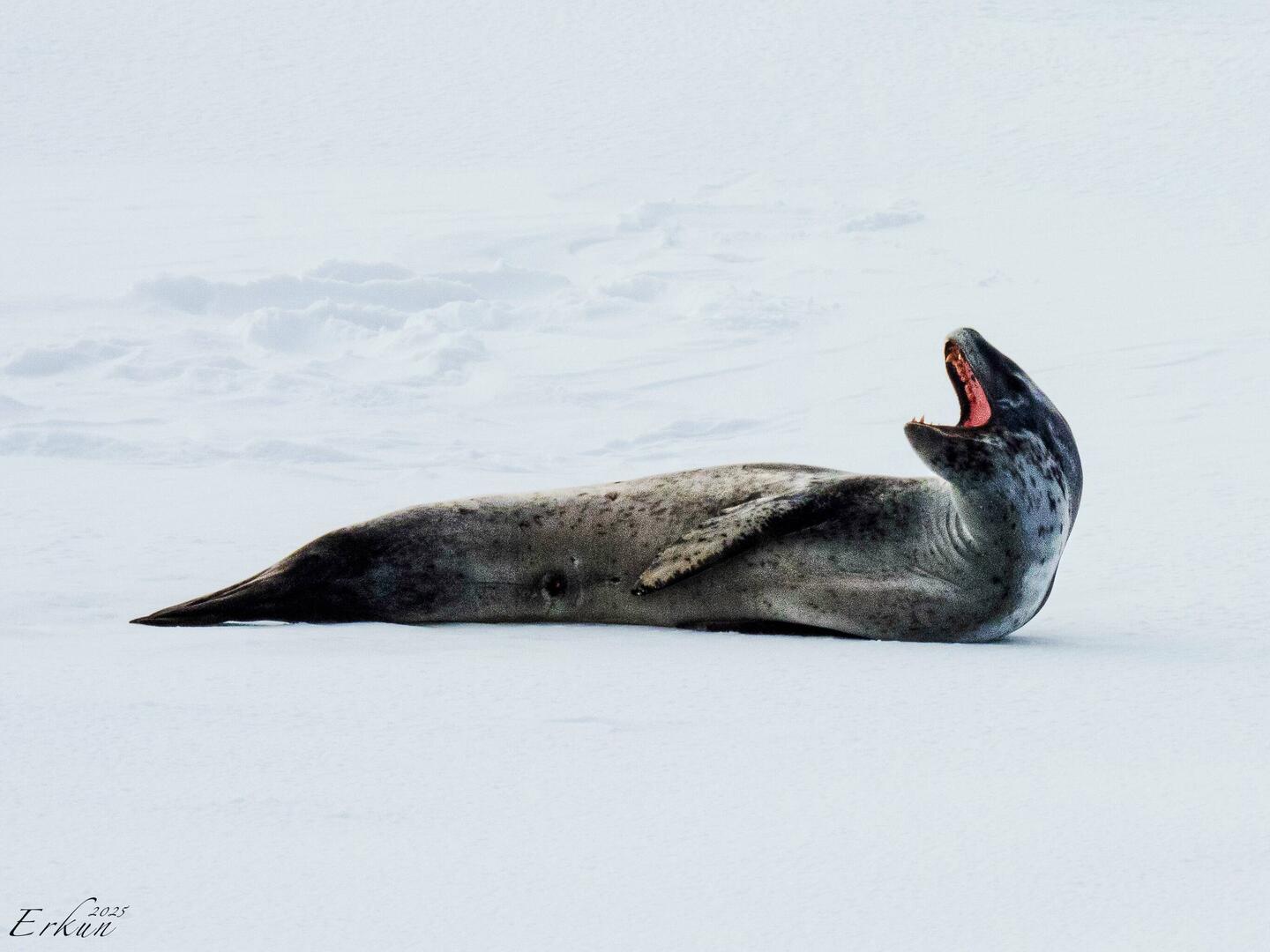 Leopard Seal ... yawning and showing us its teeth — eastern Weddell Sea, Antarctica.