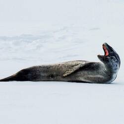 Leopard Seal ... yawning and showing us its teeth — Western Weddell Sea, Antarctica.