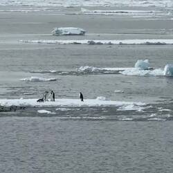 Emperor penguins returning from feeding ... afternoon ship's cruise — Weddell Sea, Antarctica.
