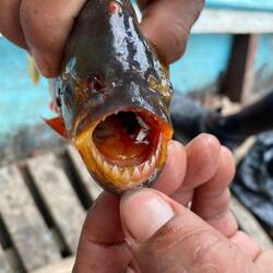 Schmecken überraschend lecker