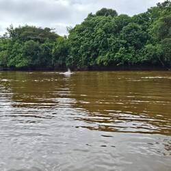 Schwimmen mit Amazonasdelfinen (pinke Haut)