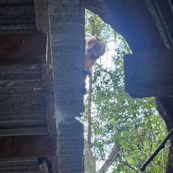 Der morgendliche Wecker und Dieb an Lebensmitteln