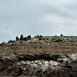Wer findet die Pinguine?