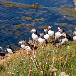 Puffin Versammlung