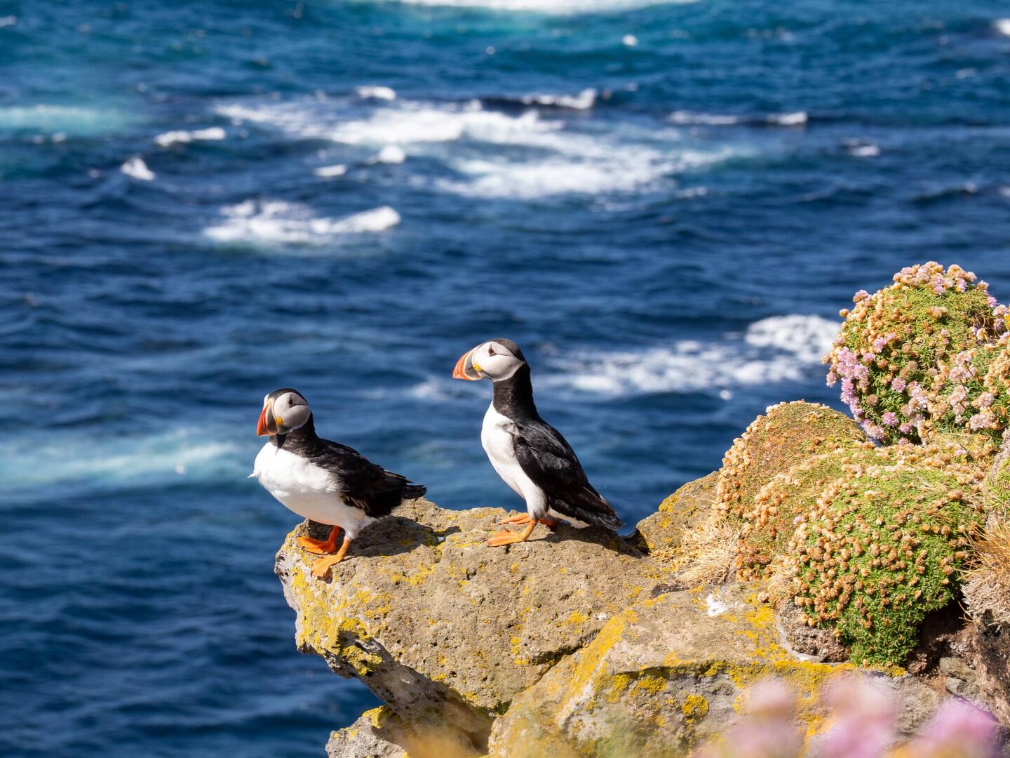 Puffins 🥰